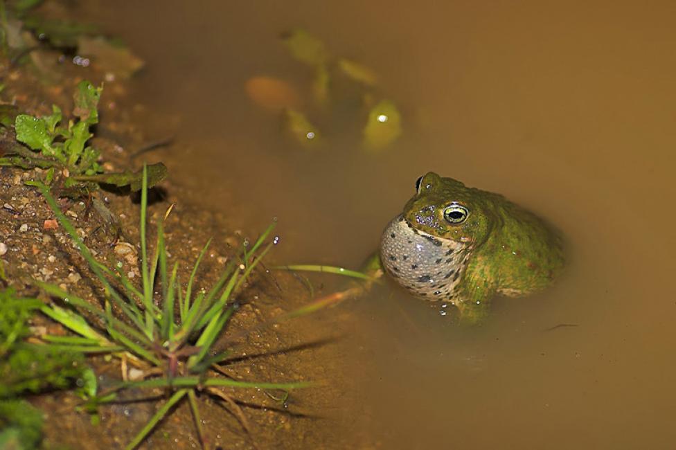 El corredor tenor (Bufo calamita)